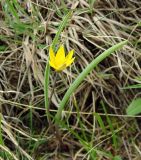 Tulipa dasystemonoides