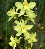 Image of taxon representative. Author is Базар Довлетов