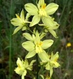 Delphinium semibarbatum