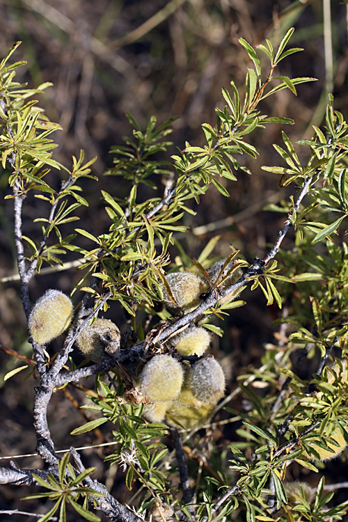 Изображение особи Amygdalus petunnikowii.