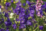 Campanula medium. Соцветия (справа - соцветие Digitalis). Московская обл., дачный участок. 24.06.2007.