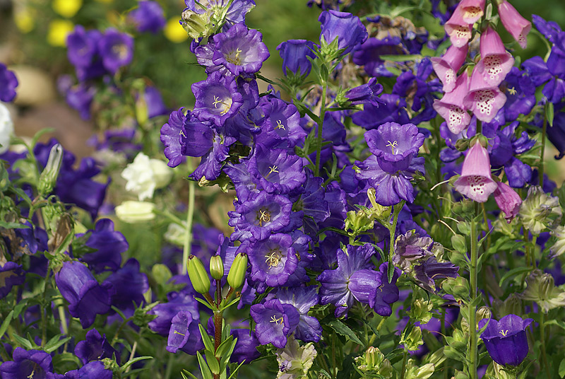 Изображение особи Campanula medium.