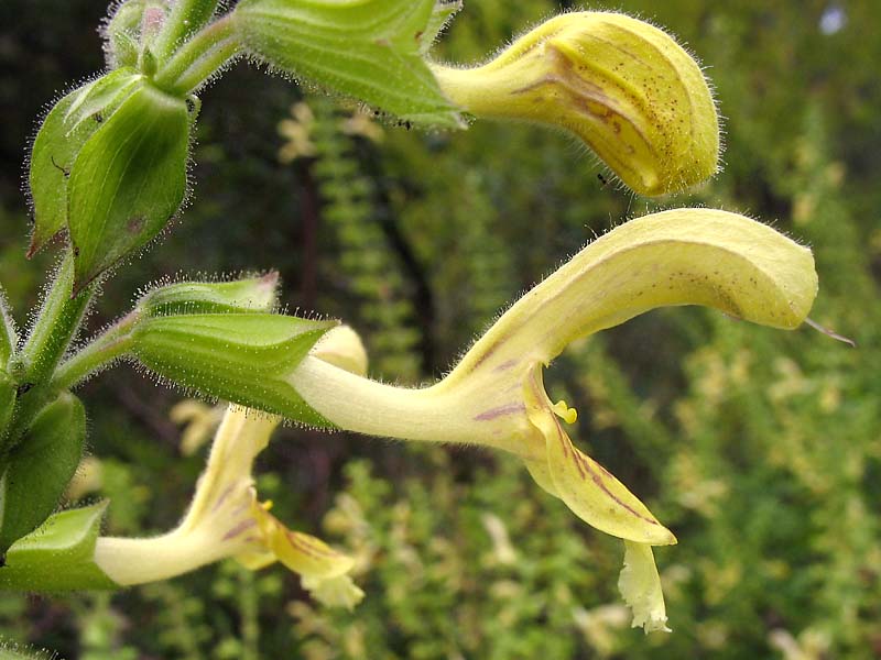 Изображение особи Salvia glutinosa.