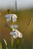 Dianthus lanceolatus. Цветок. Ростовская обл., Мясниковский р-н, окр. хут. Недвиговка. 09.06.2011.