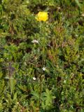 Trollius europaeus. Цветущее растение. Мурманская обл., Кандалакшский р-н, окр. пос. Лувеньга, южный склон гор Лувеньгские Тундры, тундровый пояс, 350 м н.у.м. 01.07.2010.