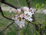 Viburnum × bodnantense. Соцветие. Крым, г. Ялта, в культуре. 24 марта 2012 г.