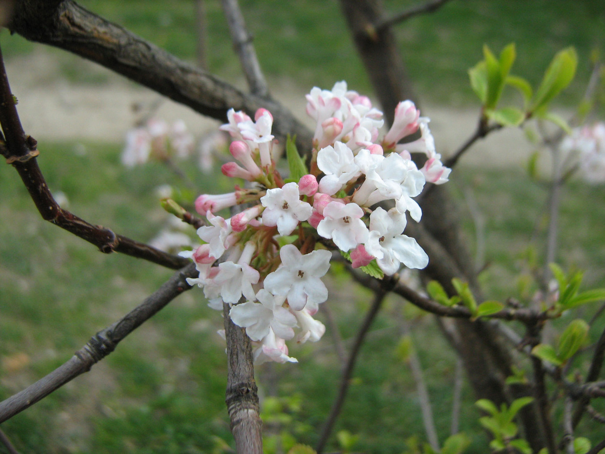 Image of Viburnum &times; bodnantense specimen.