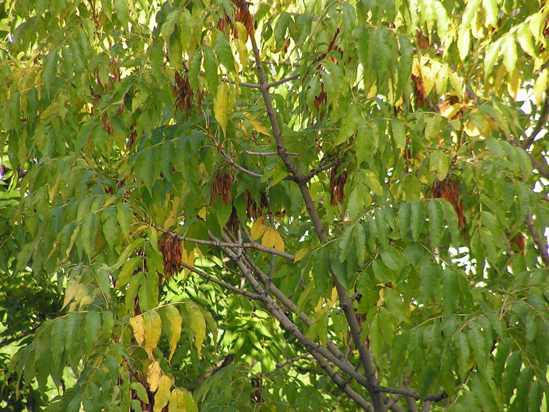 Изображение особи Fraxinus mandshurica.