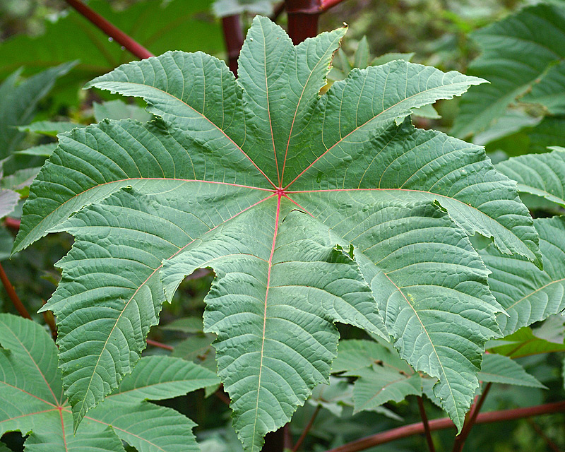 Image of Ricinus communis specimen.