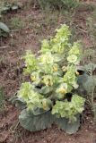 Eremostachys isochila