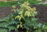 Rheum rhabarbarum. Цветущее растение. Татарстан, г. Бавлы, огород. 19.05.2012.