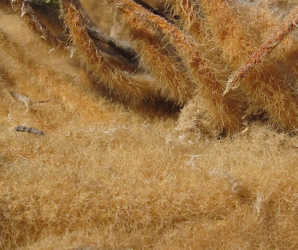Image of Cycas revoluta specimen.