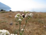 Galium biebersteinii. Соцветие с жуком-опылителем. Южный берег Крыма, пос. Гурзуф, ур. Мертвая долина. 27.05.2012.