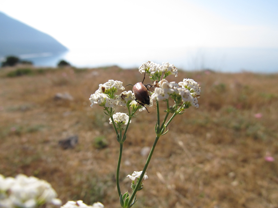 Изображение особи Galium biebersteinii.