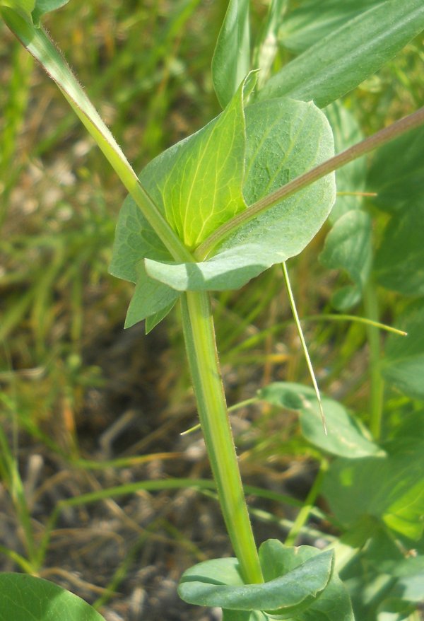 Изображение особи Lathyrus pisiformis.