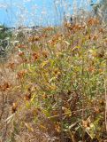 Cistus tauricus. Плодоносящее растение. Южный Берег Крыма, окр. пгт Кацивели. 16 июня 2012 г.