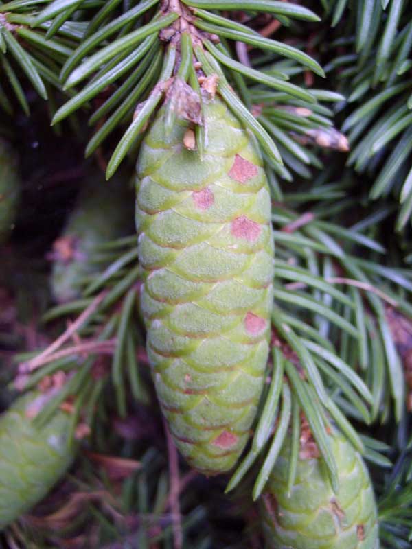 Изображение особи Picea obovata.