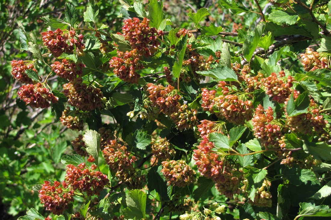 Image of Physocarpus opulifolius specimen.