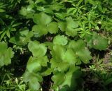 Hepatica transsilvanica