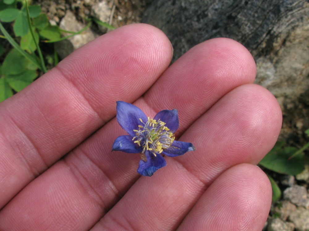 Изображение особи Aquilegia brevicalcarata.