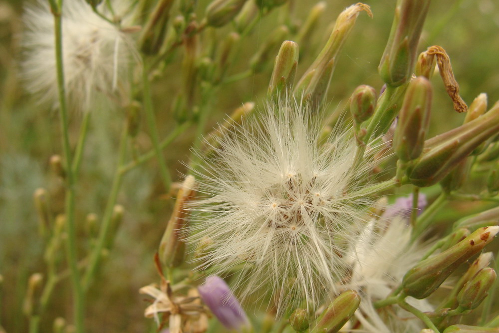 Image of Lactuca tatarica specimen.