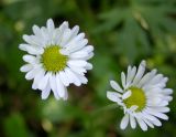 Bellis perennis