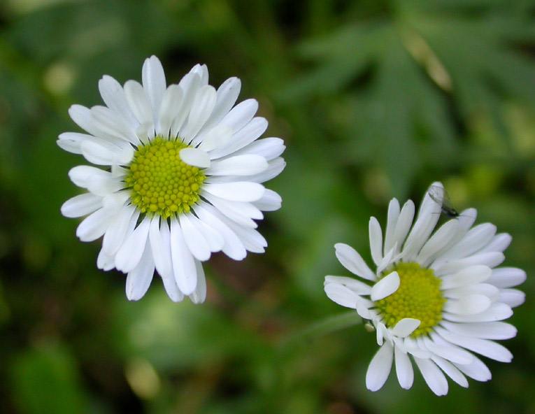 Image of Bellis perennis specimen.