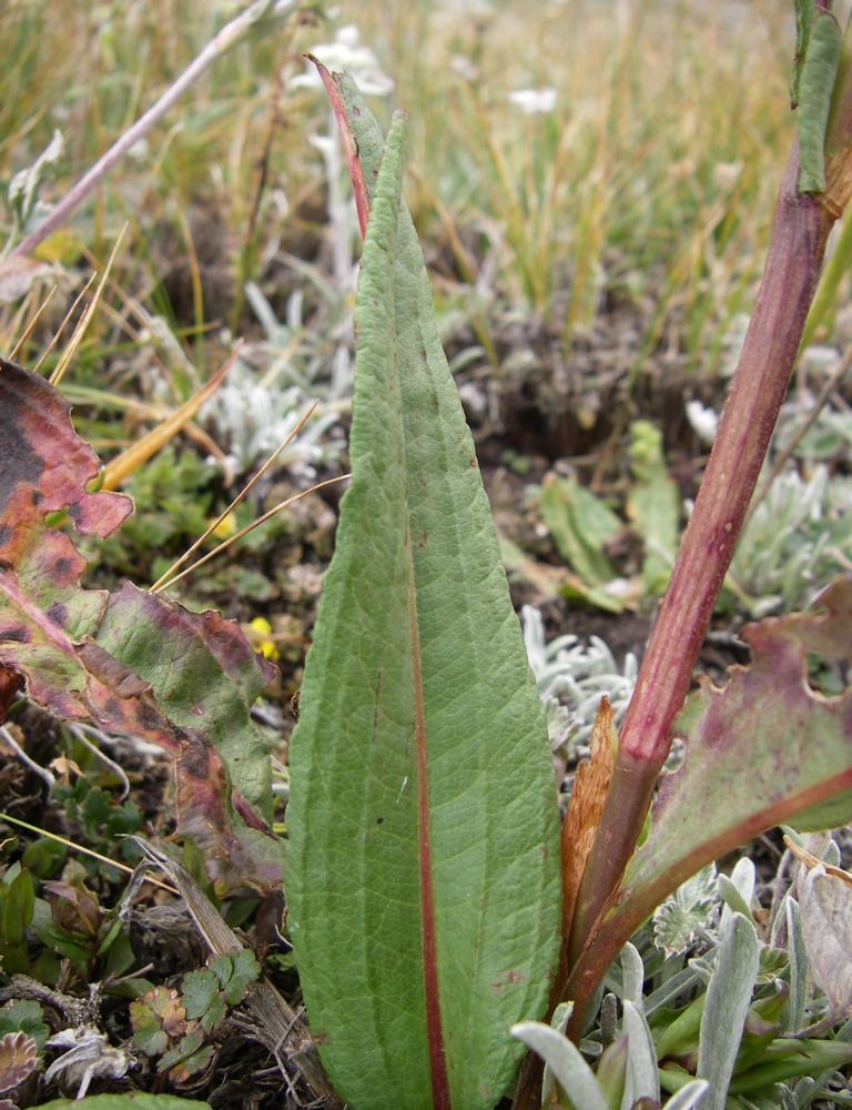 Image of Bistorta elliptica specimen.