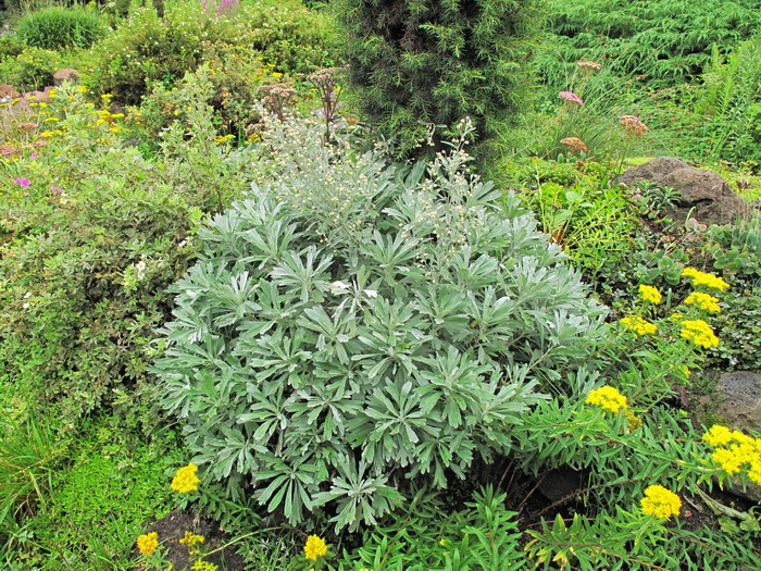 Image of Artemisia lagocephala specimen.