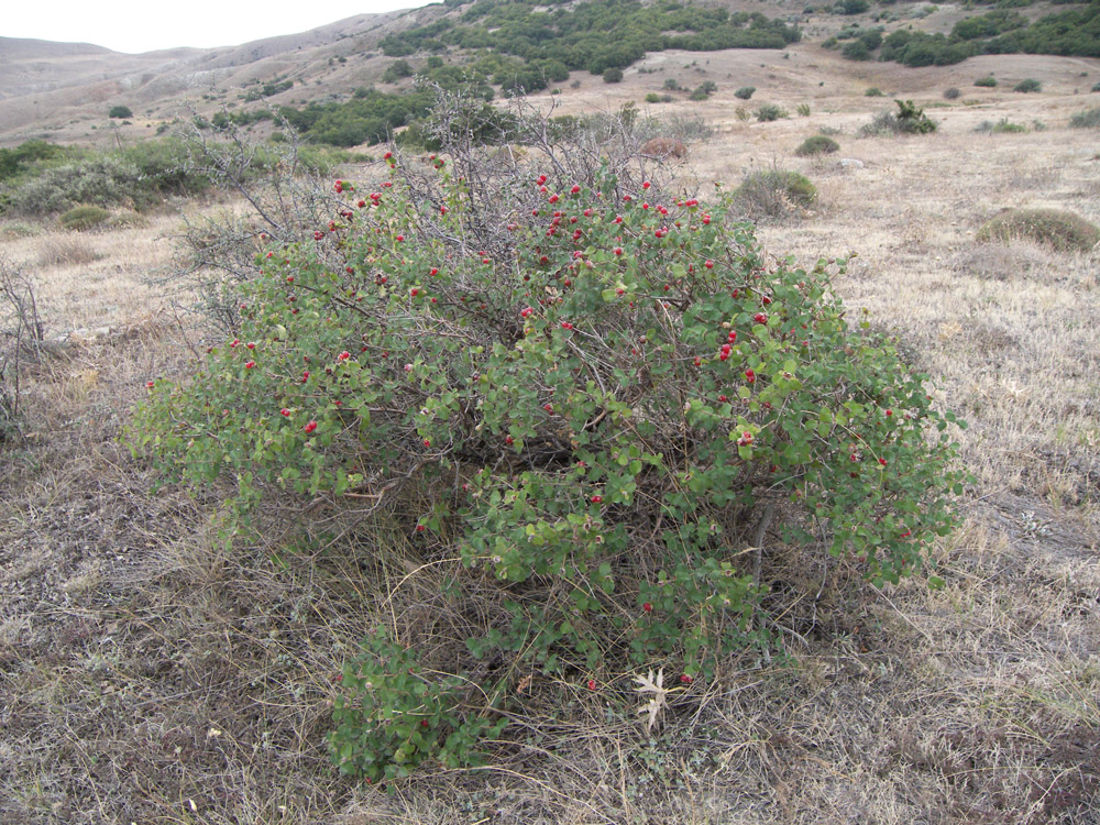 Изображение особи Lonicera iberica.