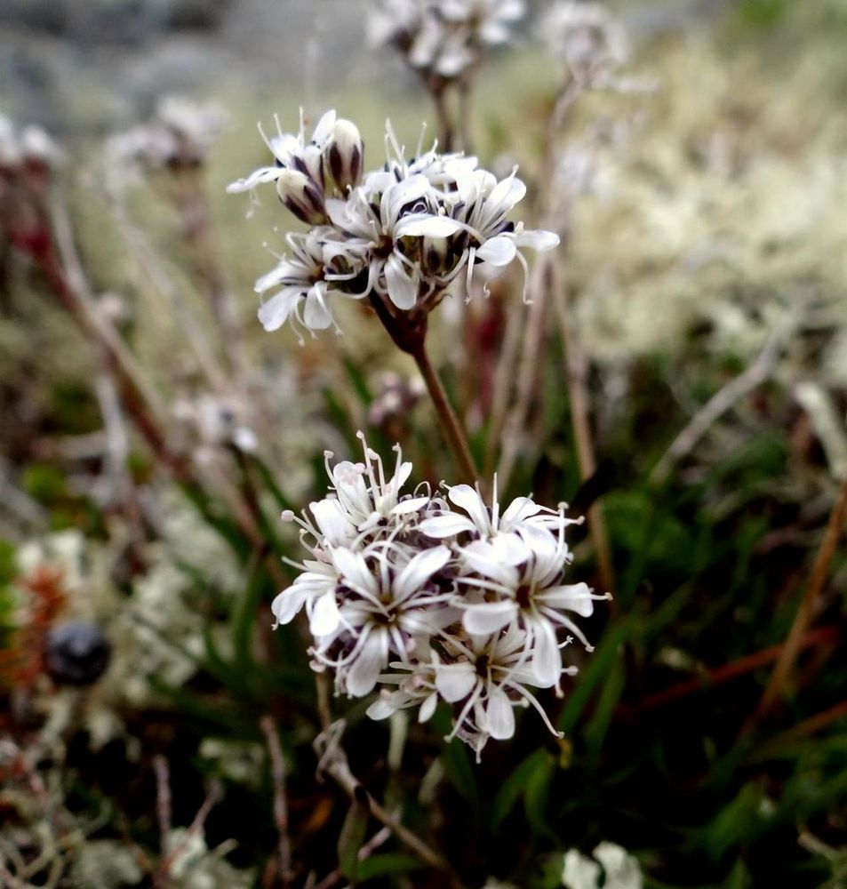 Image of Gypsophila fastigiata specimen.