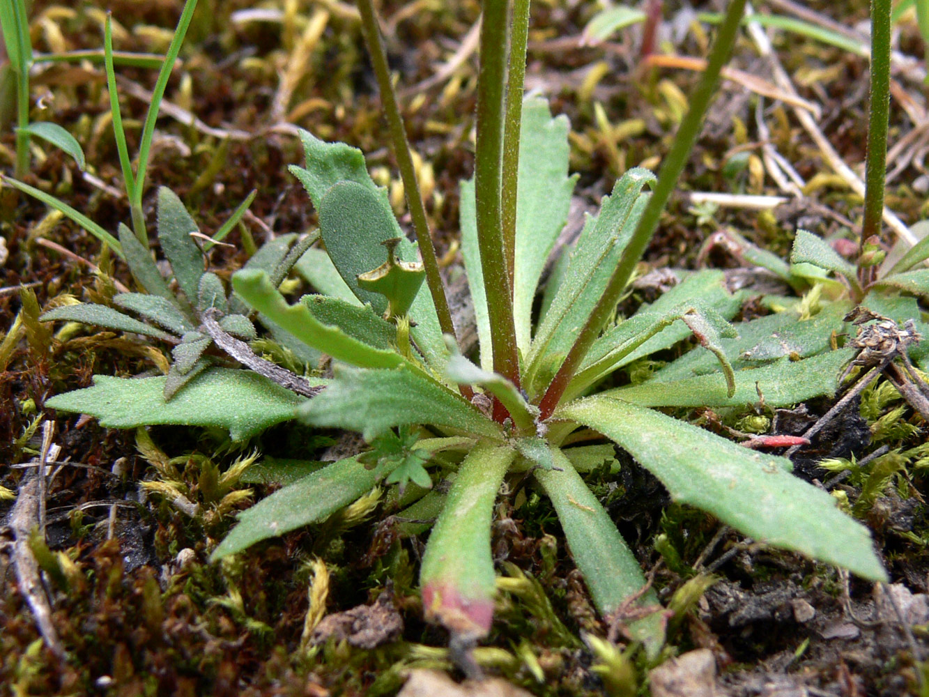 Image of Androsace septentrionalis specimen.