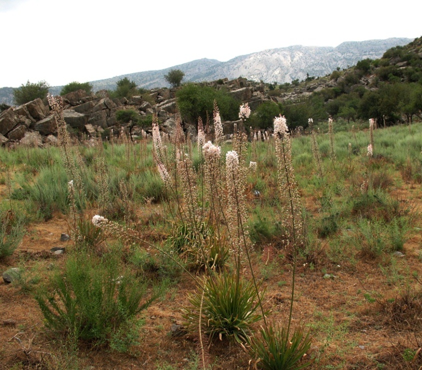 Image of Eremurus olgae specimen.