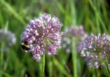 Allium senescens подвид glaucum. Соцветия. Хакасия, степь в районе Салбыкского кургана. 20.08.2005.