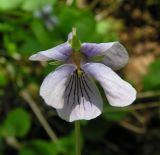 Viola epipsiloides. Цветок. Хабаровский край, Ванинский р-н, верховье р. Агандяк. 07.06.2012.