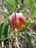 Fritillaria meleagris. Верхушка цветущего растения. Курская обл., ЦЧЗ участок \"Стрелецкая степь\". 03.05.2010.