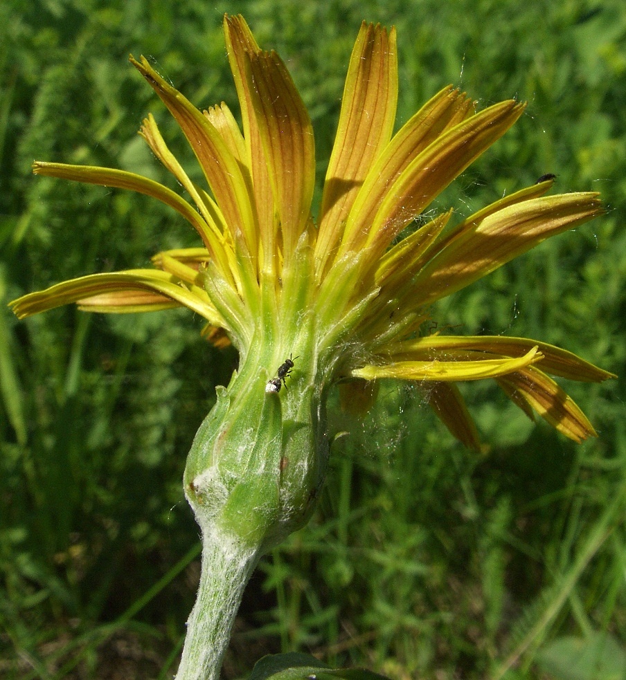 Изображение особи Scorzonera humilis.