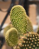 Opuntia microdasys. Верхушка веточки с молодыми члениками. Греция, о. Сими, в озеленении. 21.07.2012.