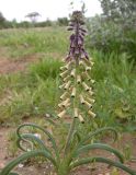 Leopoldia longipes. Цветущее растение. Israel, Northern Negev, 16.03.2007.