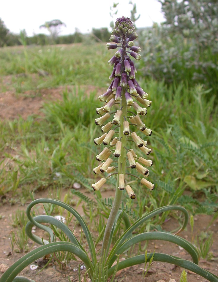 Image of Leopoldia longipes specimen.