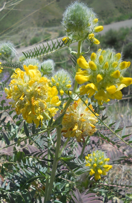 Image of Astragalus finitimus specimen.