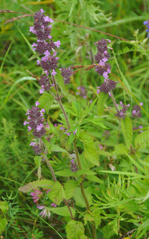 Image of Clinopodium chinense specimen.