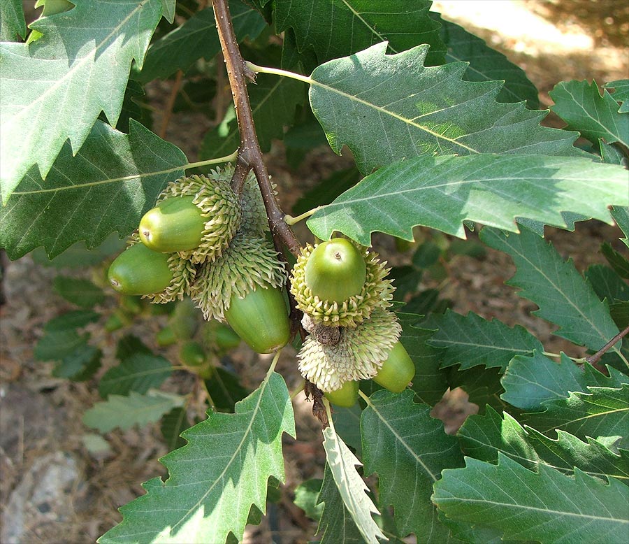 Image of Quercus libani specimen.