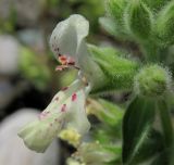 Stachys maritima