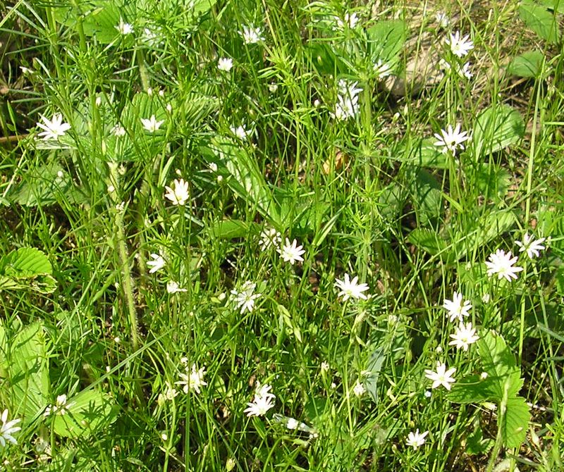 Image of Stellaria graminea specimen.