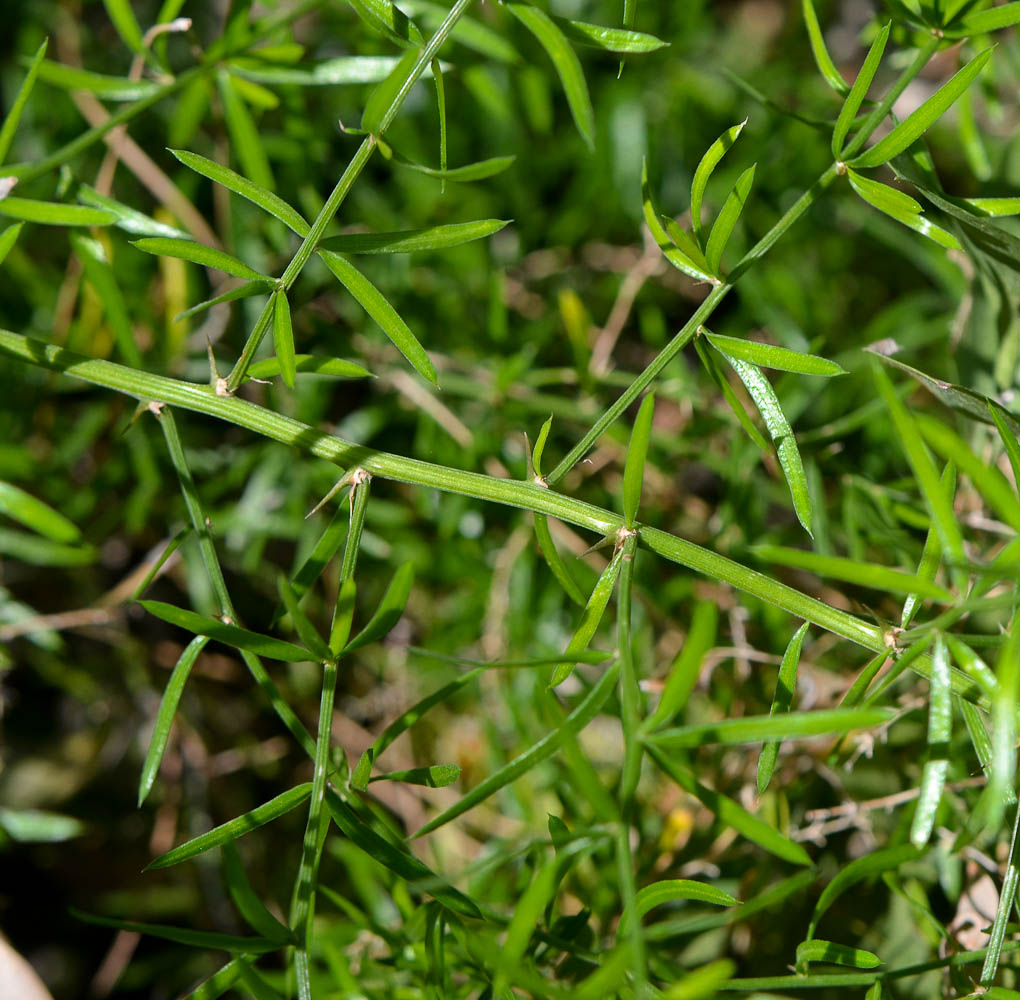 Image of Asparagus densiflorus specimen.