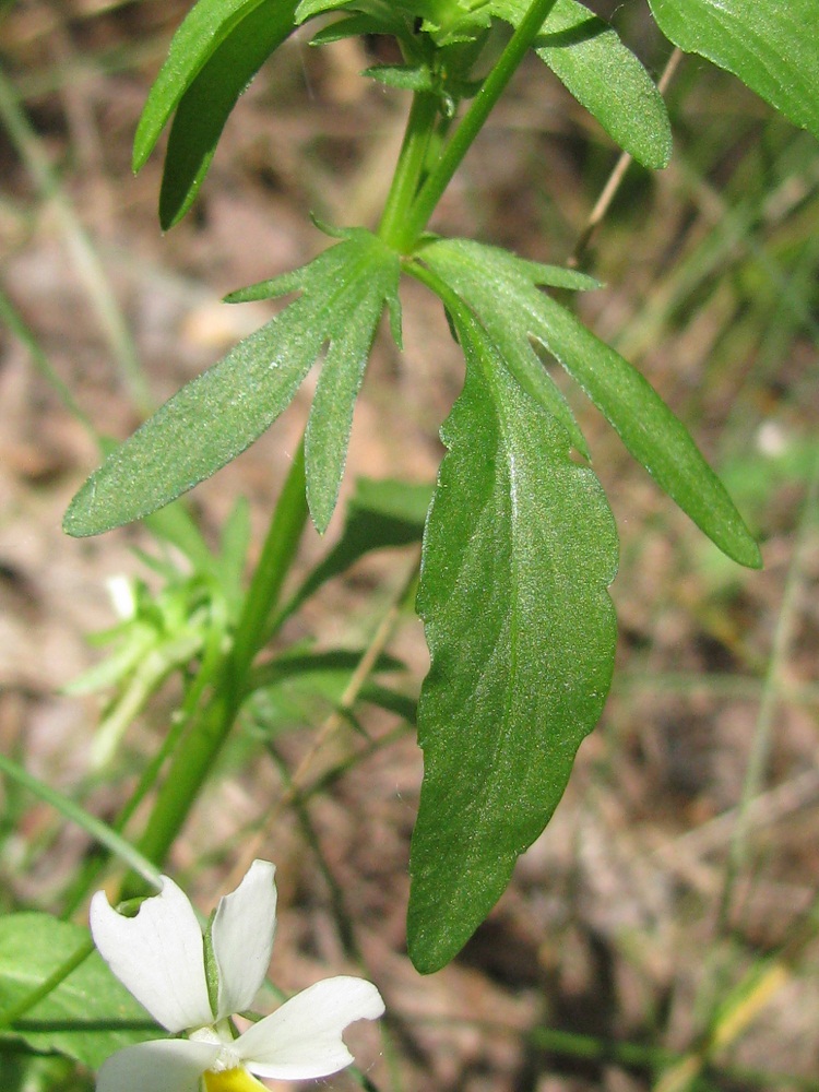 Image of Viola × contempta specimen.