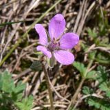 Erodium cicutarium. Цветок. Польша, Великопольское воеводство, Конинский повят, Гмина Жгув, сельский округ Осеча-Друга. 22.07.2012.