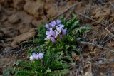 Neotorularia contortuplicata