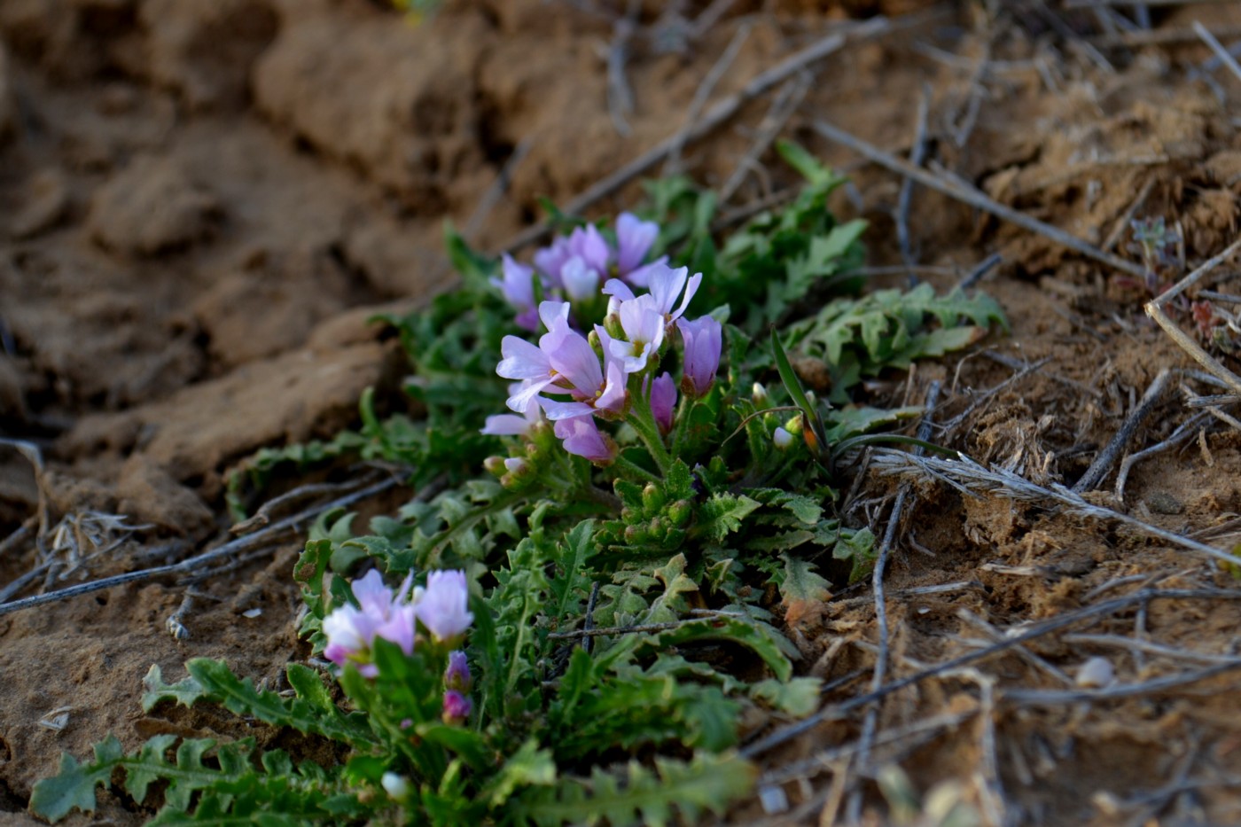 Изображение особи Neotorularia contortuplicata.